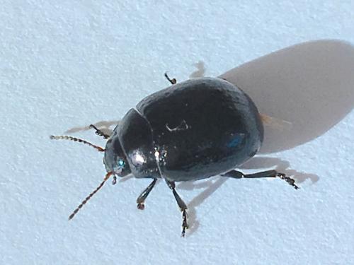 Réf. 194 738 : Chrysolina haemoptera